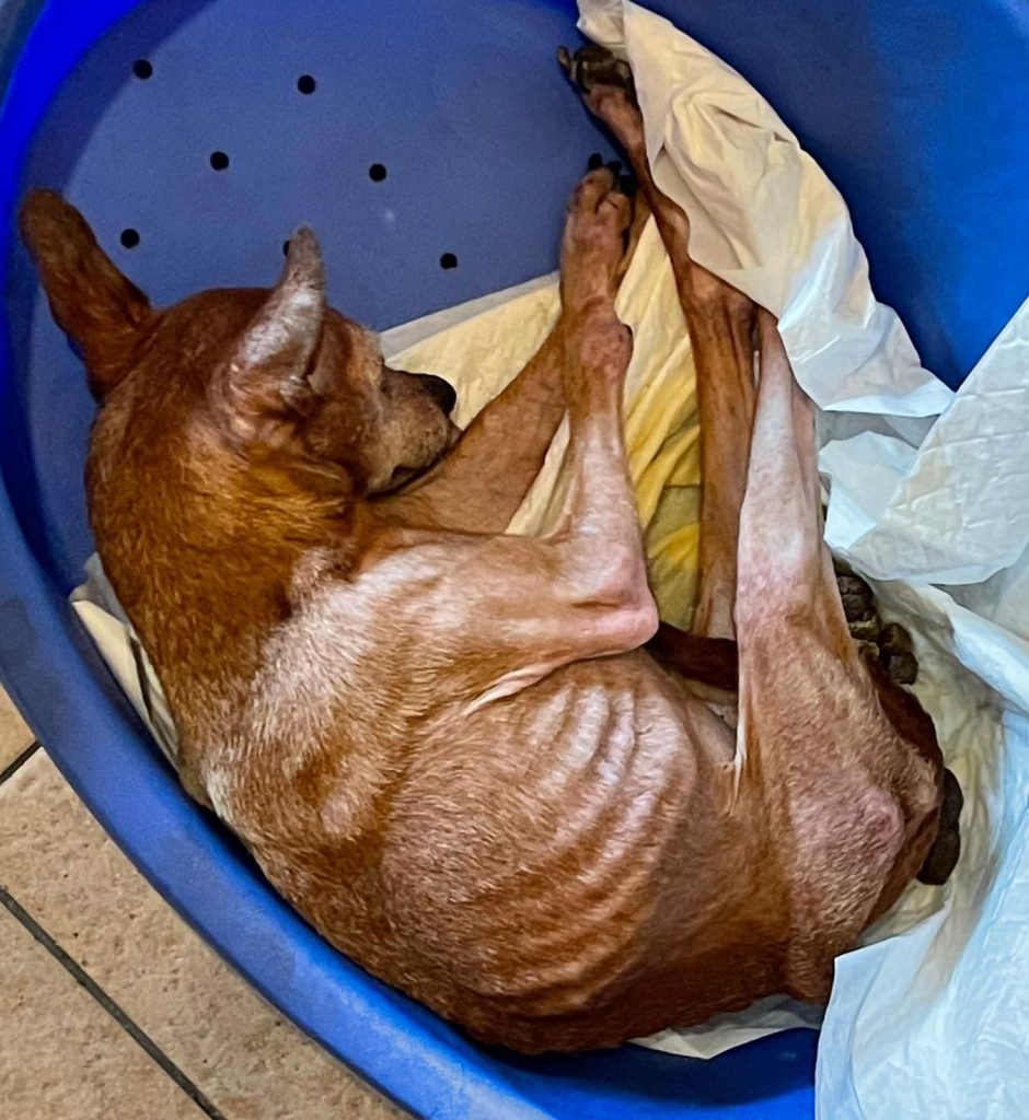 Salvati due cani in evidente stato di denutrizione all’interno di un appartamento