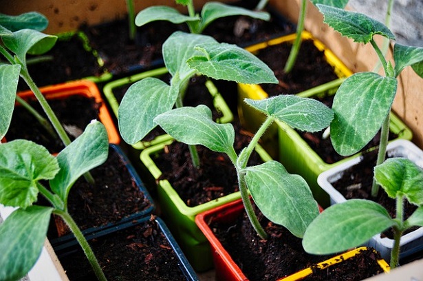 Come creare un orto sul terrazzo