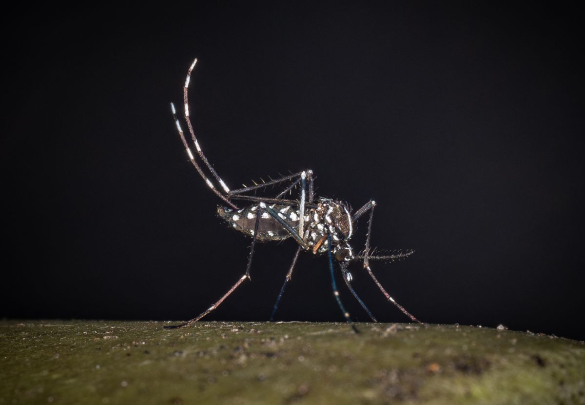 Due nuovi casi di West Nile nel Lazio, 46 complessivi. Morto un 86enne a Latina