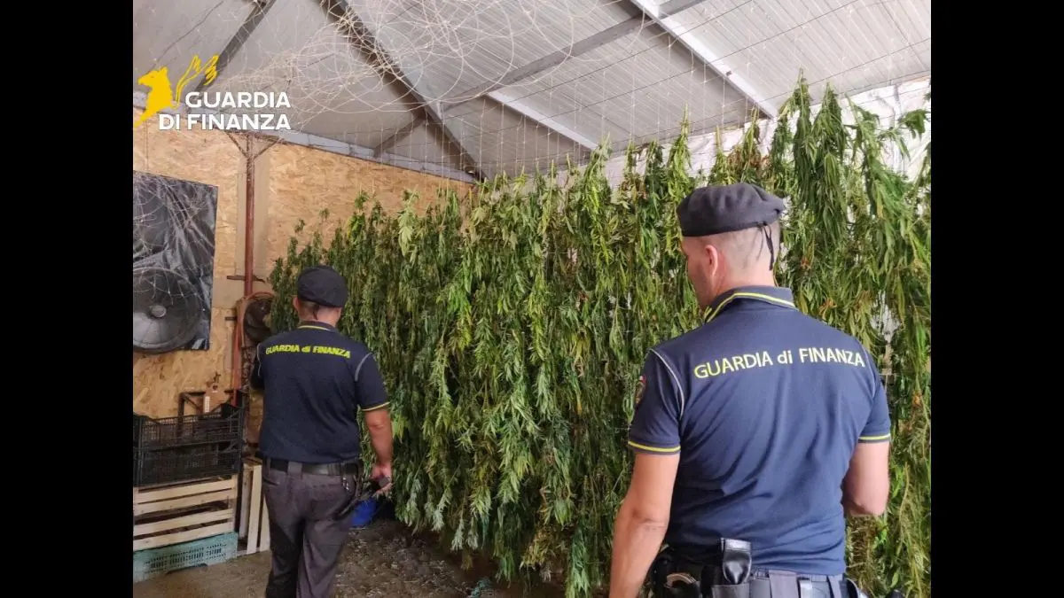 Scoperta maxi piantagione di marijuana nel Palermitano, un arrestato