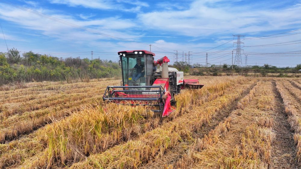 Cina, produzione cerealicola supera 714 mln di tonnellate nel 2025