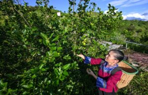 In Cina si riduce il divario di reddito fra aree urbane e rurali