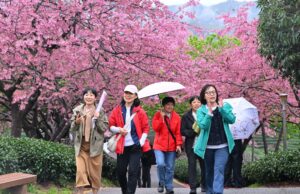 Cina, con i ciliegi in fiore turismo di primavera in crescita
