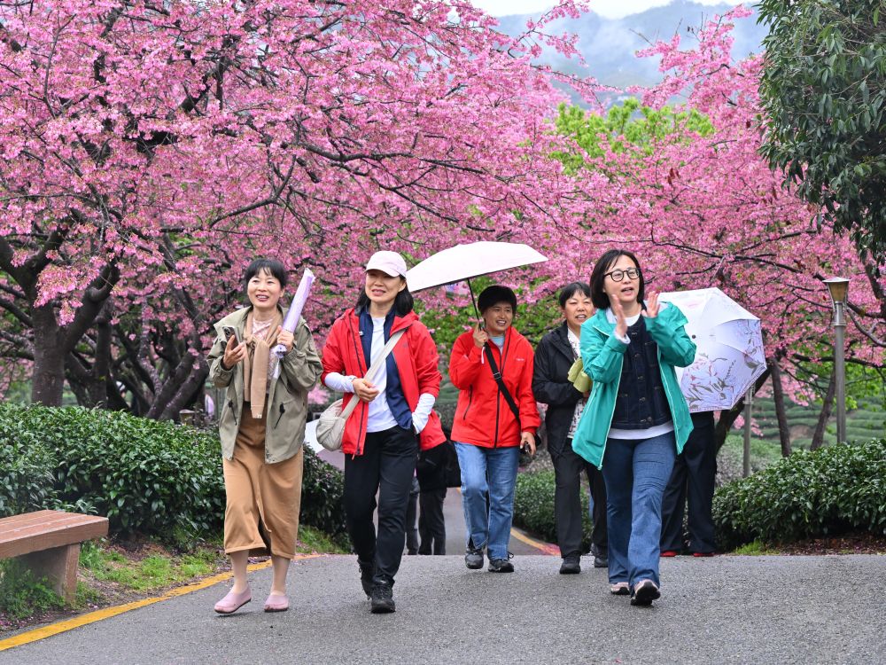 Cina, con i ciliegi in fiore turismo di primavera in crescita