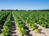 Tabacco, UNITAB Europa “L’Ue valuti l’impatto degli interventi normativi”