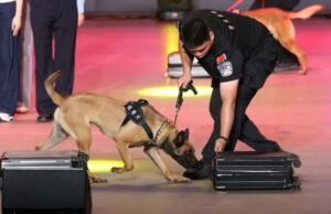 Cina, da inizio anno sequestrate oltre 4 tonnellate di droga alle frontiere