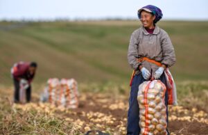 La Cina prevede un 2026 da record per il raccolto di cereali