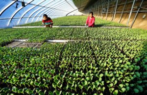 Due cinesi inserite nell’elenco delle “100 eroine” della FAO